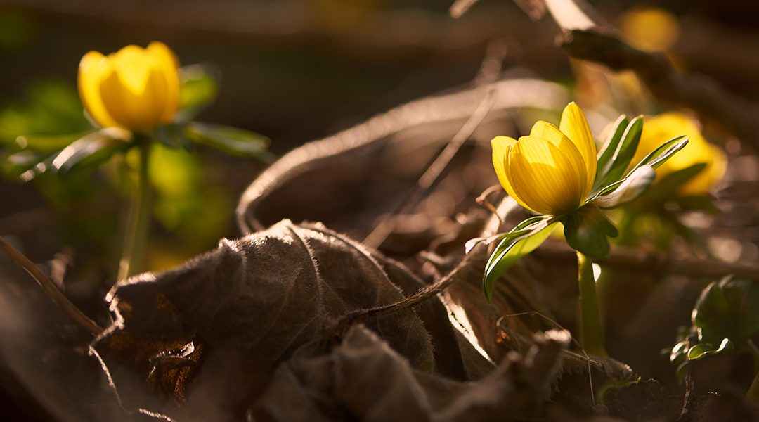 Blomsterfotografering – i øjenhøjde