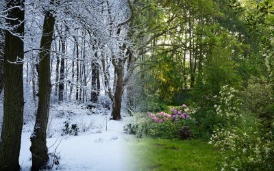 Havefotografi – vis udviklingen