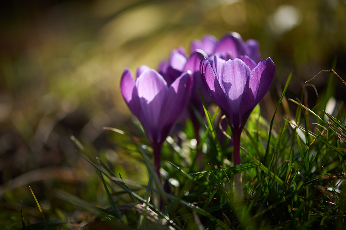 Blomsterfotografering