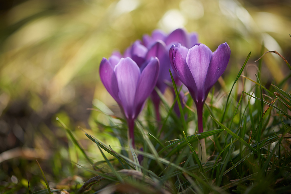 Blomsterfotografering