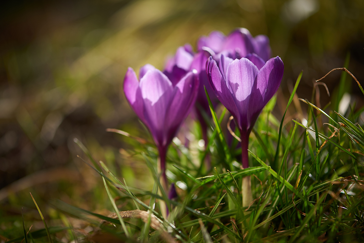 Blomsterfotografering bilde