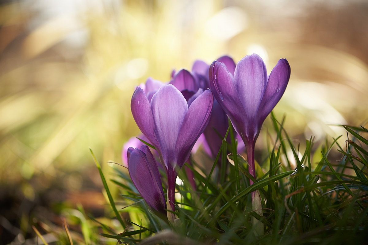 Blomsterfotografering